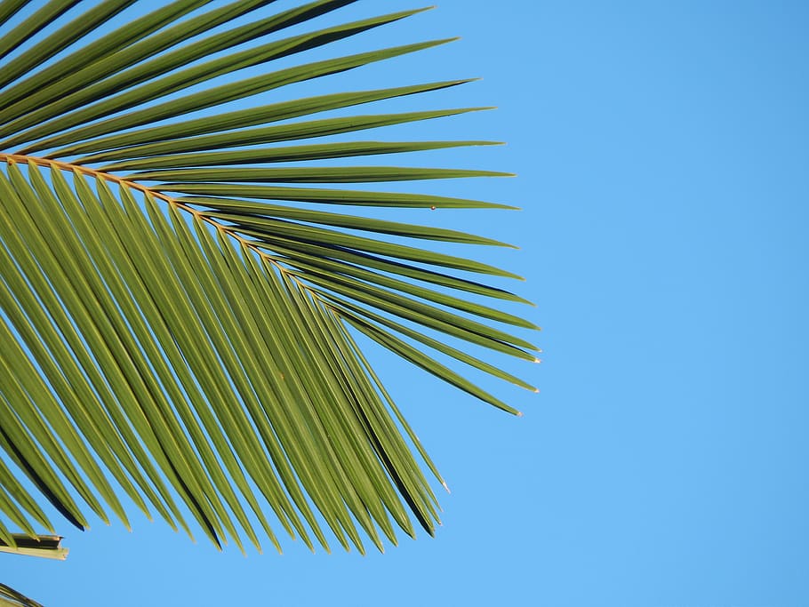 leaf, palma, palm tree, tropical, plant, green, palm leaf, blue HD wallpaper