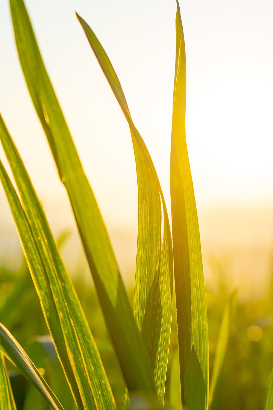 wheat, green leaf, twilight, backlighting, seedling, tender HD wallpaper