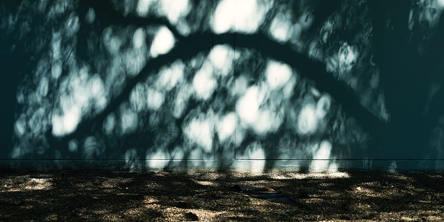 concrete, sunlight, wall, tree, shadow, no people, day, nature HD wallpaper