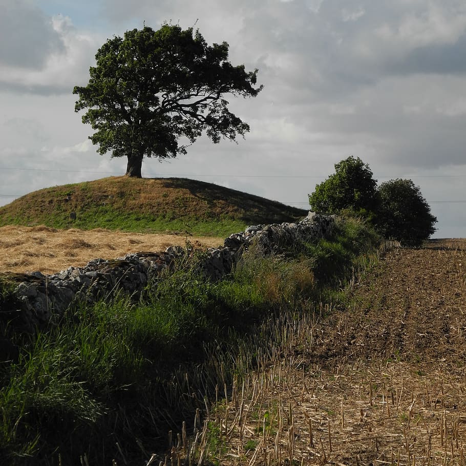 danmark, tree, mystic, plant, sky, cloud - sky, tranquil scene HD wallpaper
