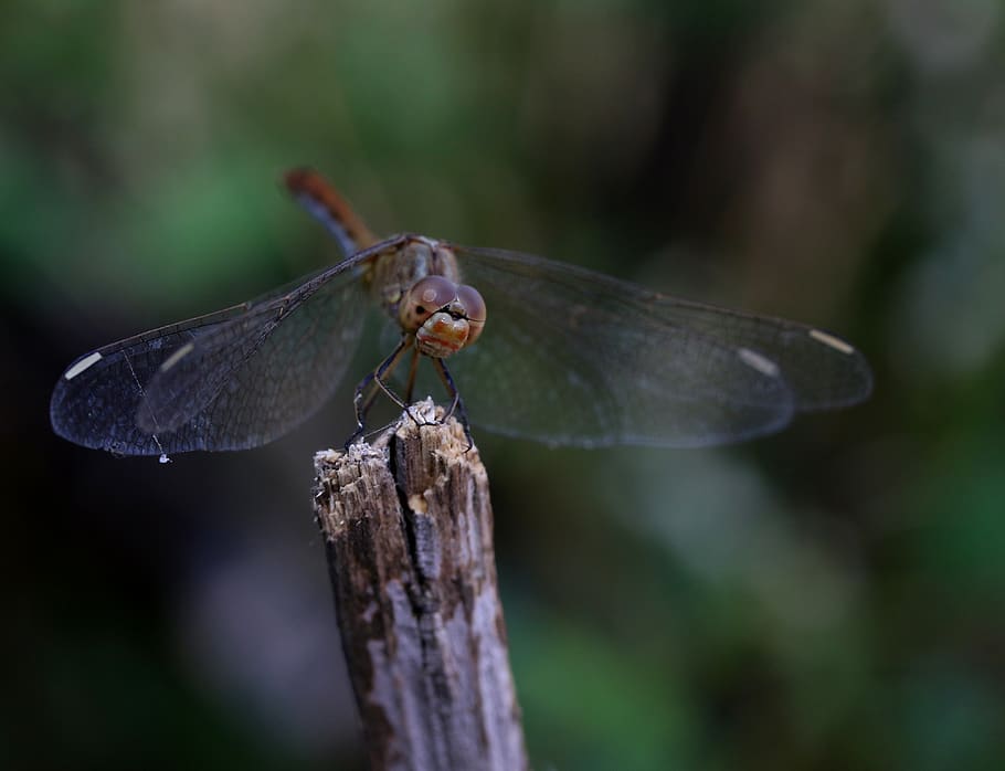 dragonfly, insecta, wings, summer, nature, transparent, invertebrate HD wallpaper