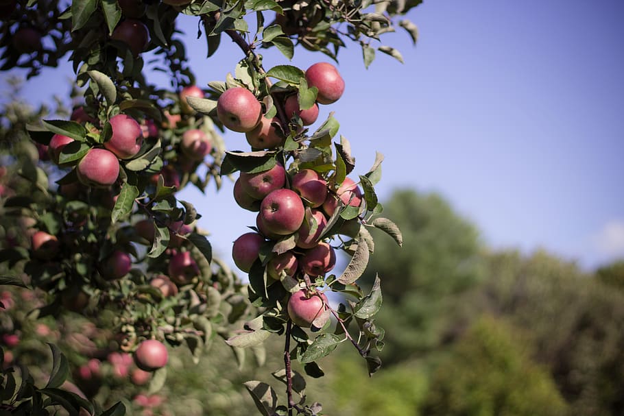 united states, amesbury, cider hill farm, fall, activities, HD wallpaper