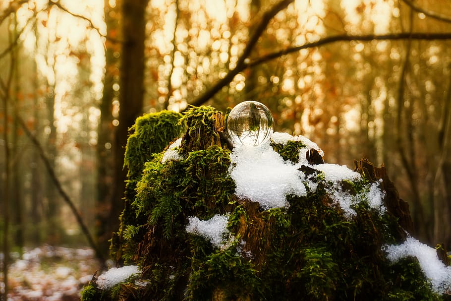 nature, wood, tree, leaf, season, ball, crystal ball, autumn HD wallpaper