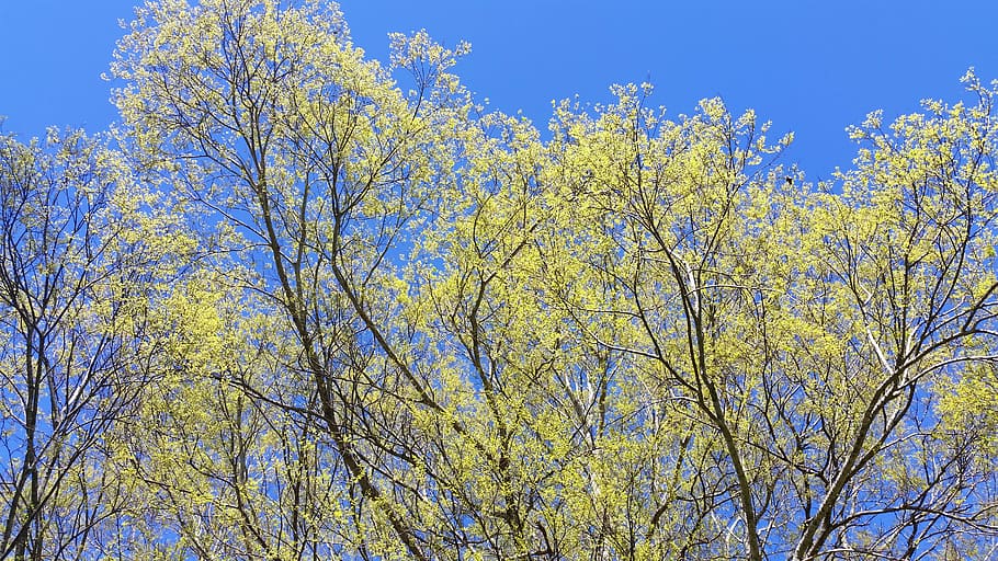 australia, pullenvale, blue sky, branches, tree top, bloom HD wallpaper