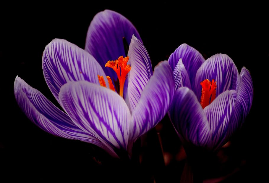 Purple Petal Flowers in Black Background, bloom, blossom, crocus HD wallpaper