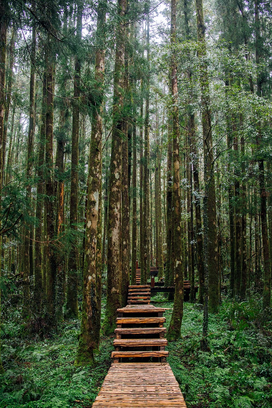 Empty Wooden Pathway in Between Trees, barbaric, boardwalk, environment HD wallpaper