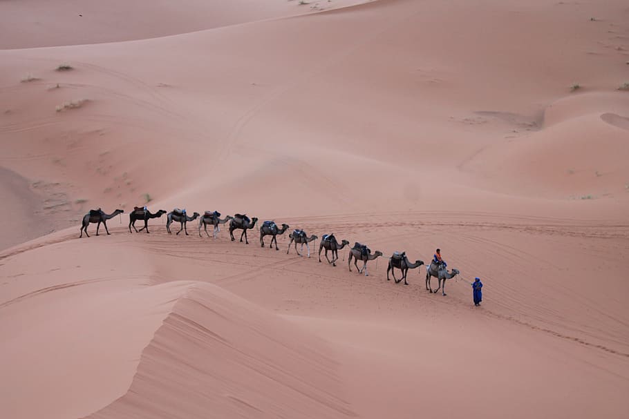 person riding camel, sand, desert, outdoor, transport, sunset