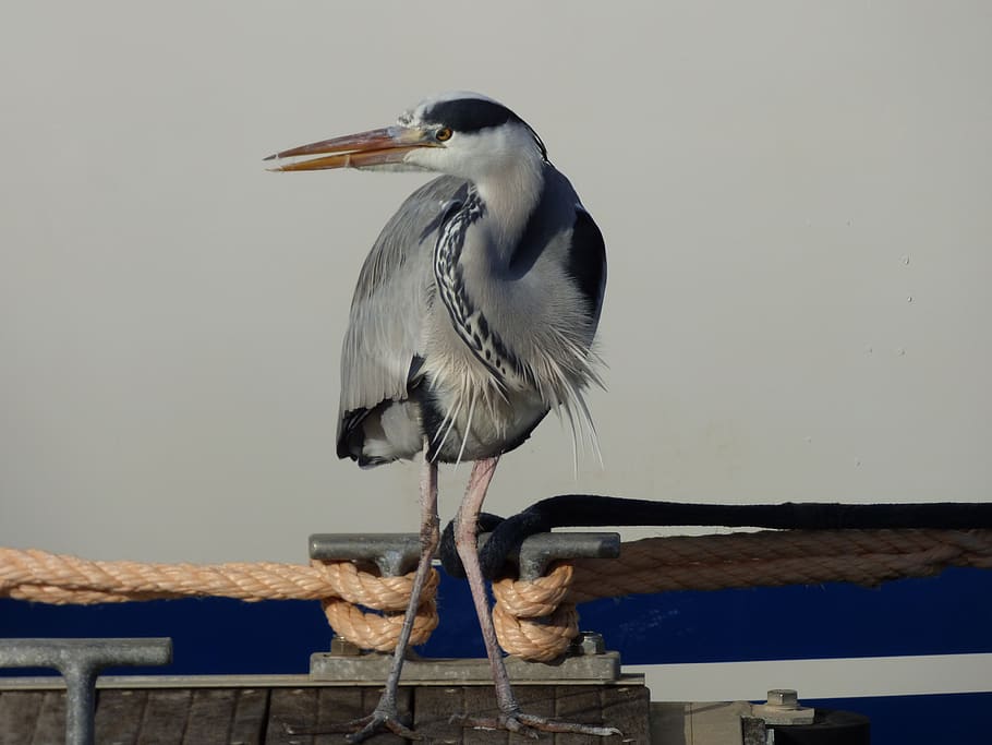 heron, bird, animal wildlife, animals in the wild, vertebrate HD wallpaper