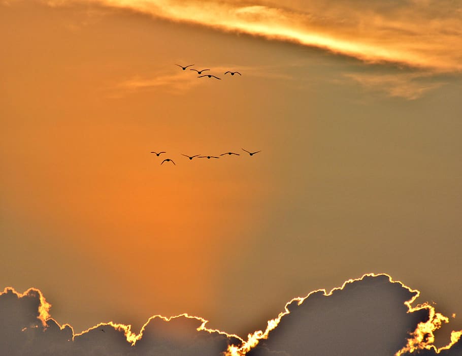 sunset, geese, sky, beautiful, flying, clouds, landscape, bright, HD wallpaper