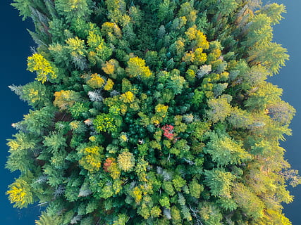 canada, algonquin provincial park, plant, growth, beauty in nature HD wallpaper