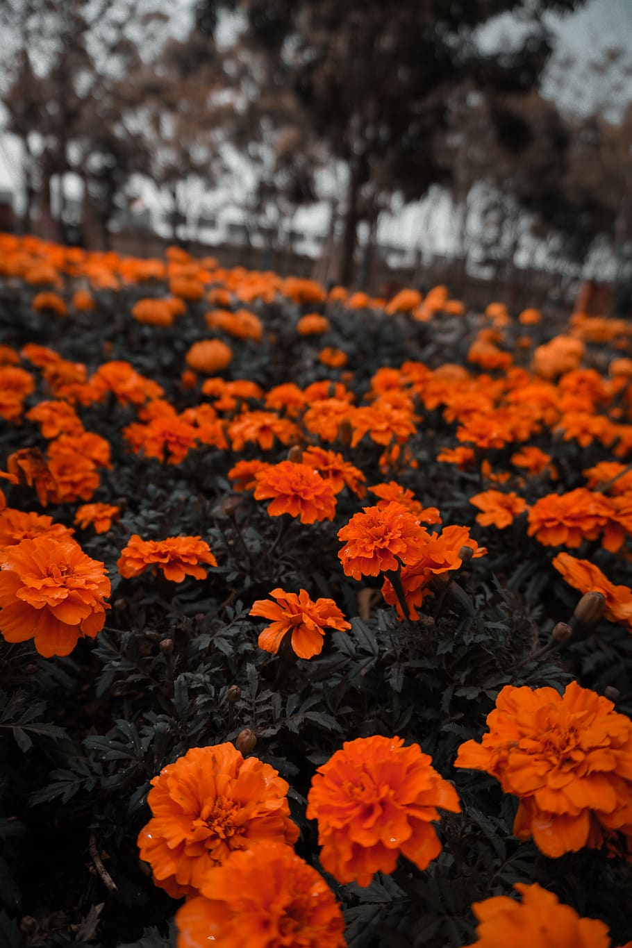 flower, plant, geranium, blossom, petal, leaf, beautiful, calm HD wallpaper