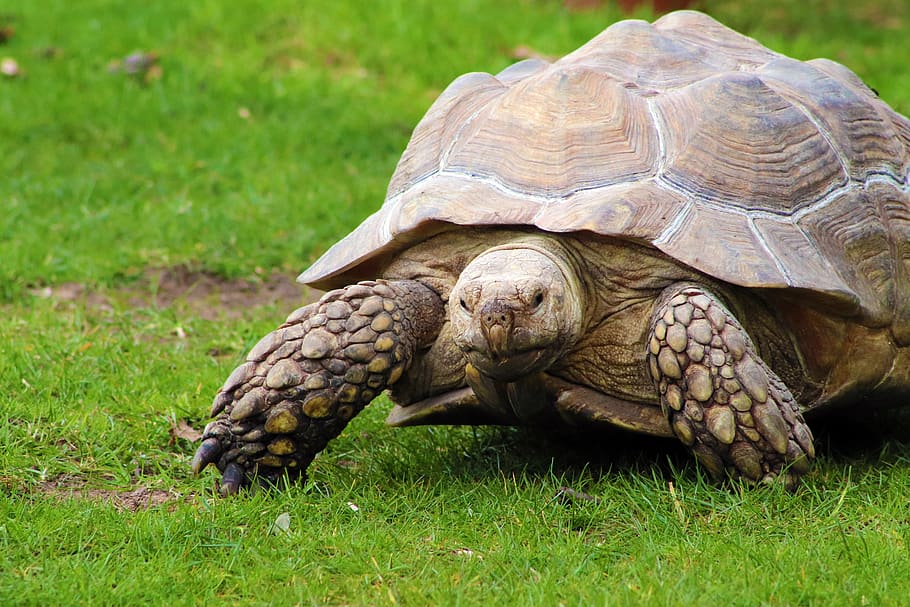 tortoise, head, turtle, animal, reptile, slow, nature, shell HD wallpaper