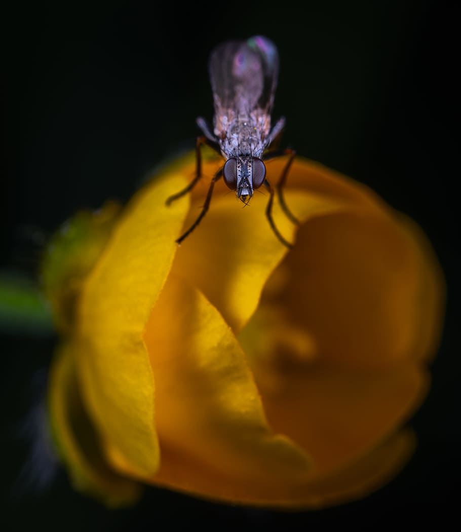 Macro Photo Of Black Lacewing Perched On Yellow Flower, bug, close-up HD wallpaper