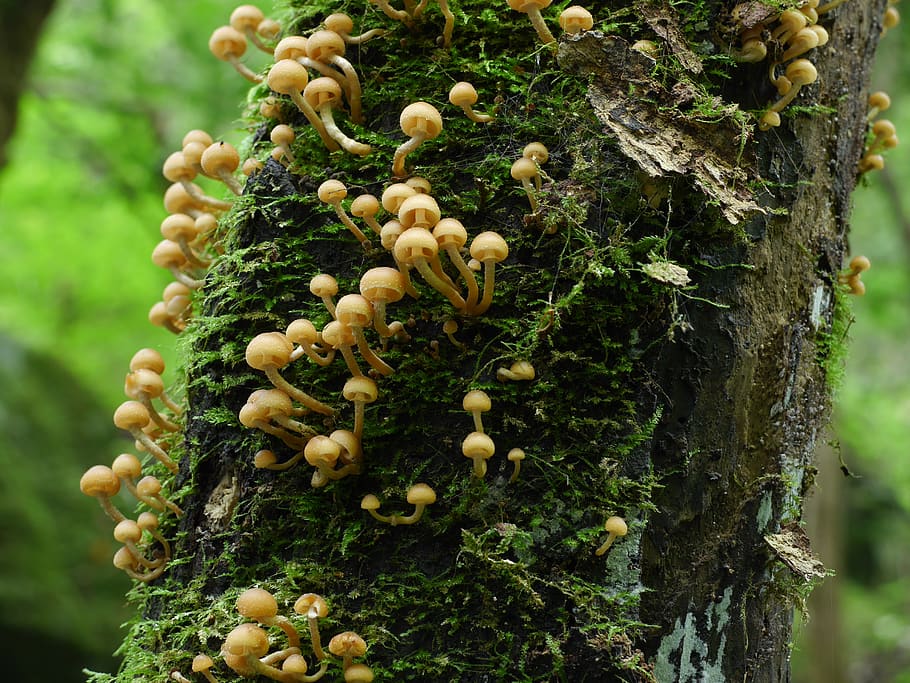 nature, mushroom, plant, tree trunk, growth, close-up, moss HD wallpaper