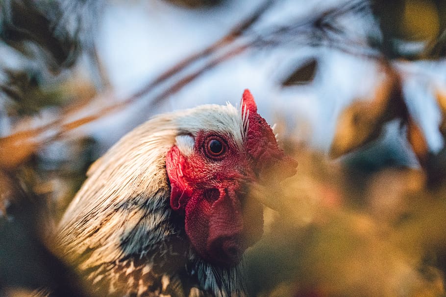 white rooster, chicken, poultry, animal, fowl, bird, cock bird HD wallpaper