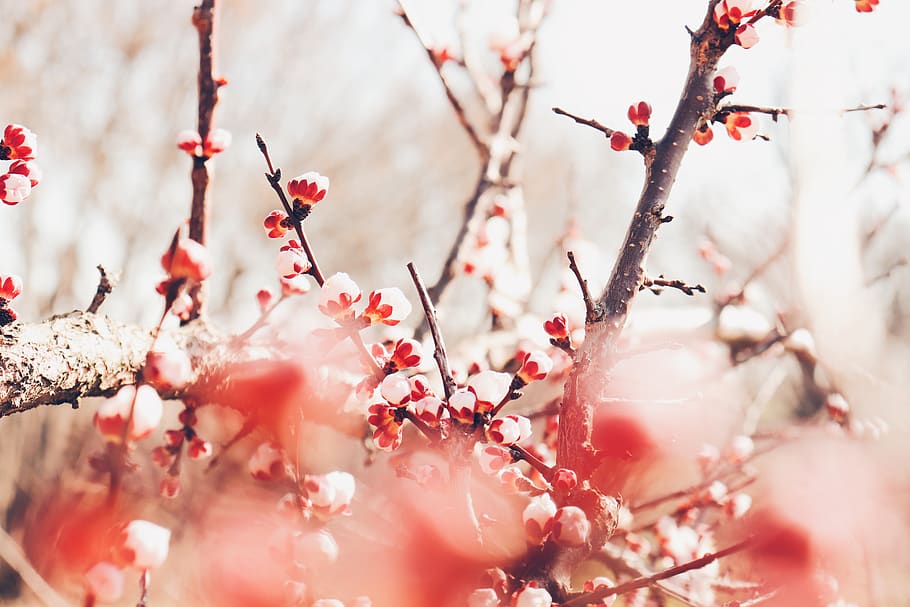 white-leafed tree, branch, plant, growth, flower, freshness, selective focus HD wallpaper