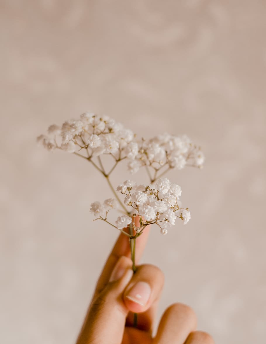 White Petaled Flower, bloom, blossom, flora, flowers, holding HD wallpaper