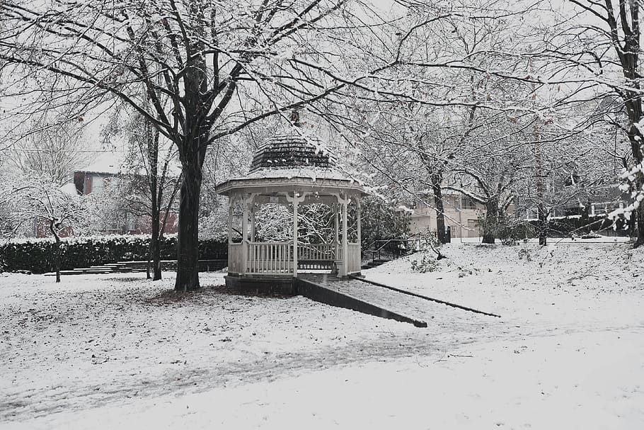 canada, vancouver, trees, park, snow, black and white, lonely HD wallpaper