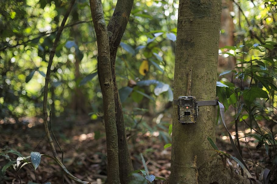 camera, trap, danger, forest, grass, grassland, green, lick HD wallpaper