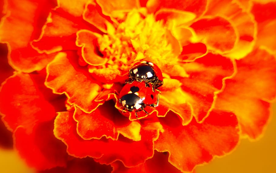 septempunctata, insects, copulation, the beetles, flower, animals HD wallpaper