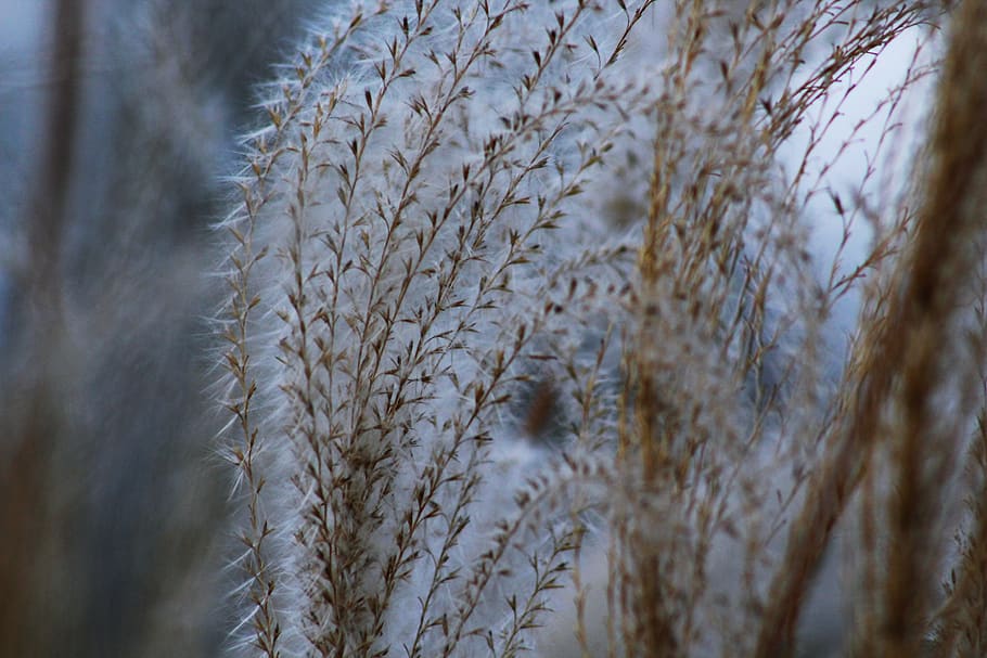 grass, bloom, seeds, feathery, windblown, unique, brown, focal point HD wallpaper