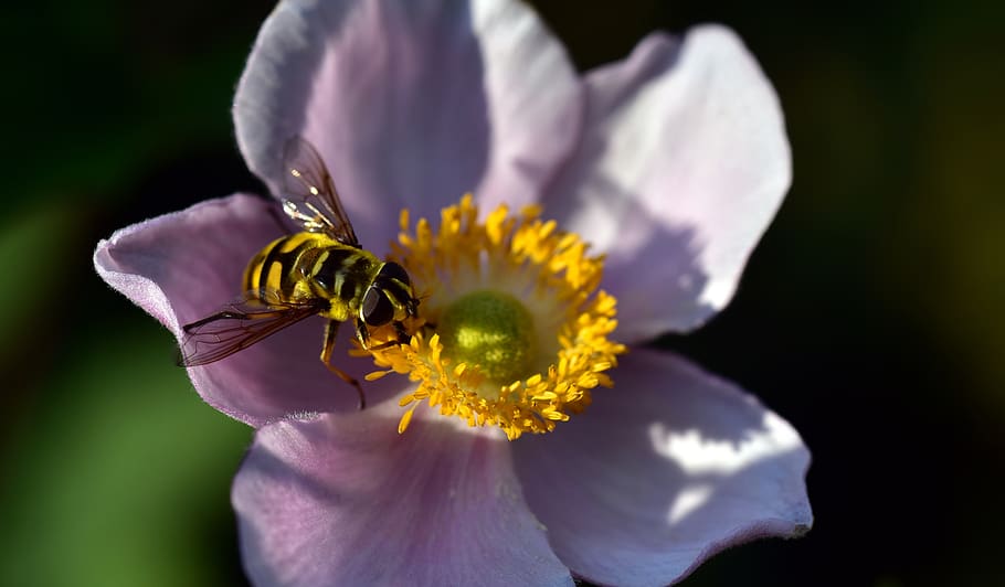 hoverfly, anemone, summer, nature, pollen, close up, pink, blossom HD wallpaper