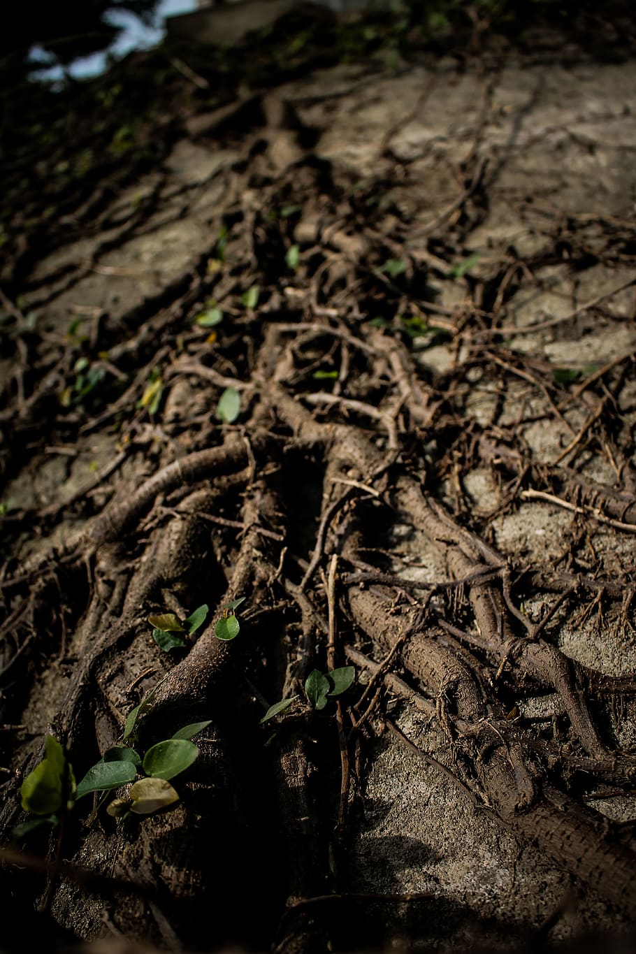 green leaf plant, nature, plant part, land, growth, field, no people HD wallpaper