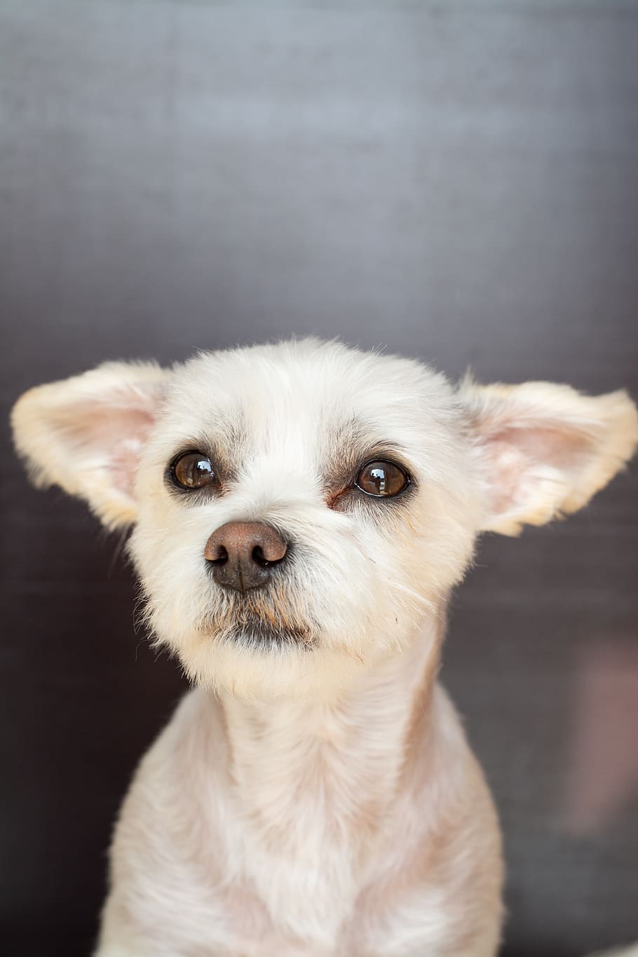 dog, hybrid, white, maltese-havanese, dog head, cute, animal