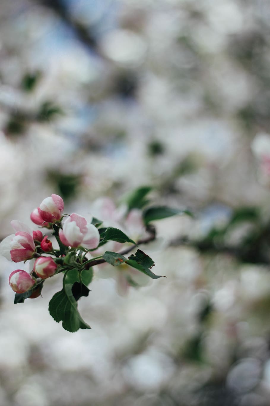 trees, cherry blossom, bloom, blossoms, plant, flower, beauty in nature HD wallpaper