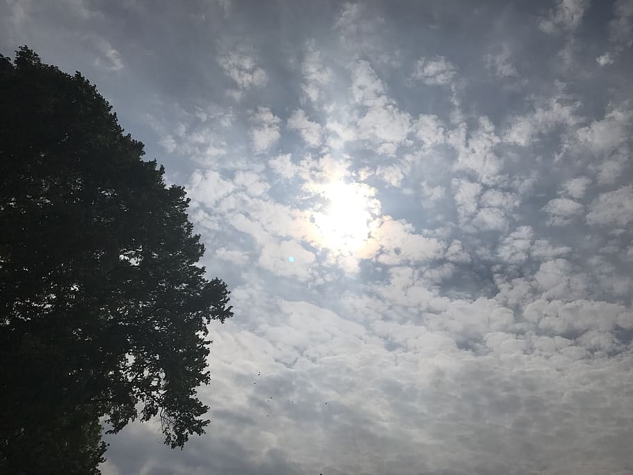 germany, berlin, sky, clouds, seaside, cloud - sky, tree, low angle view HD wallpaper