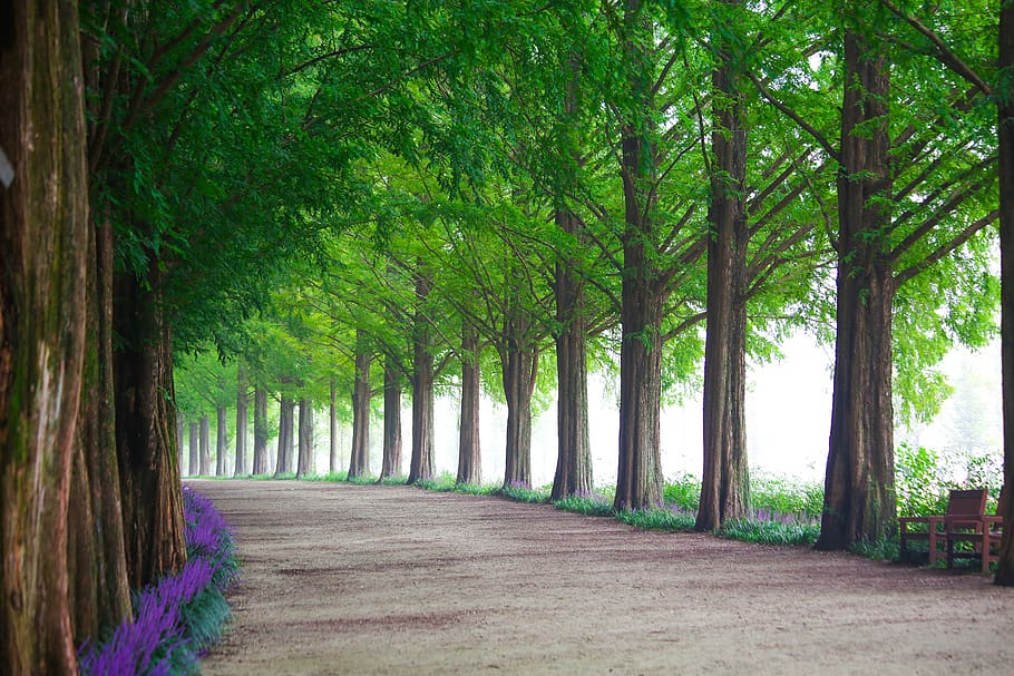 wood, nature, leaf, park, avenue, meta information of ' win HD wallpaper