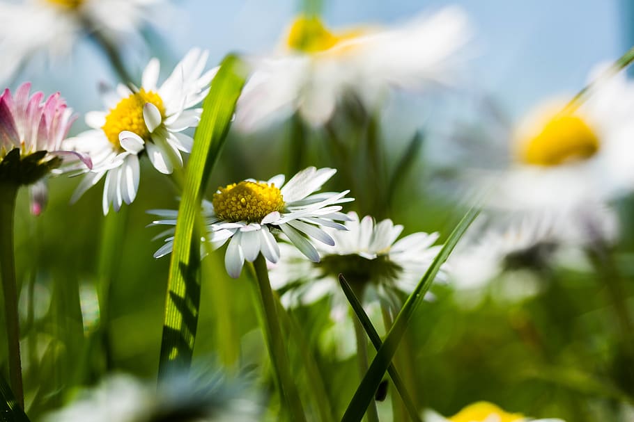 white daisy flowers, flowering plant, freshness, beauty in nature HD wallpaper