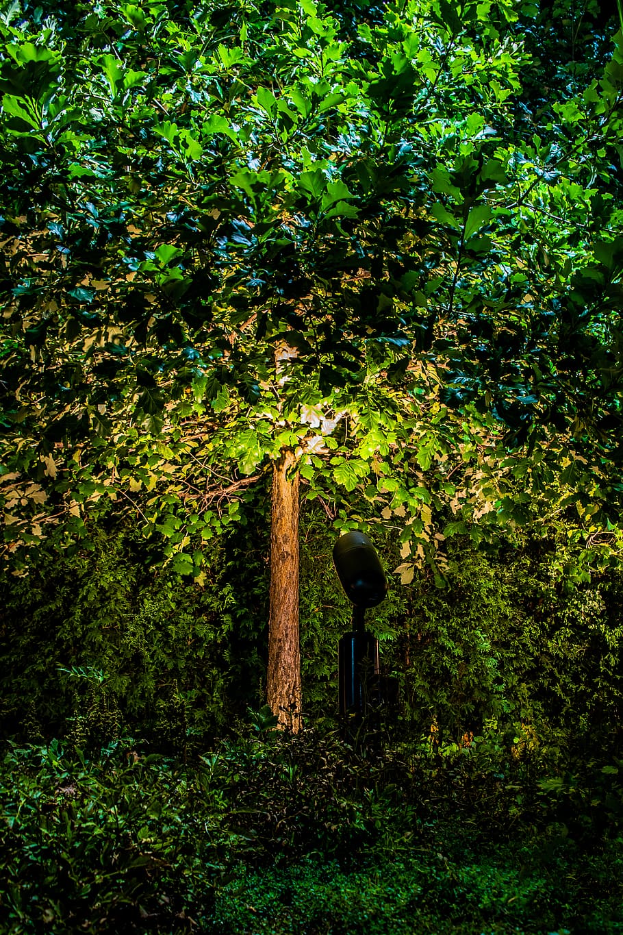 tree, trees, light, night, garned, spotlight, green, leaf, leaves HD wallpaper