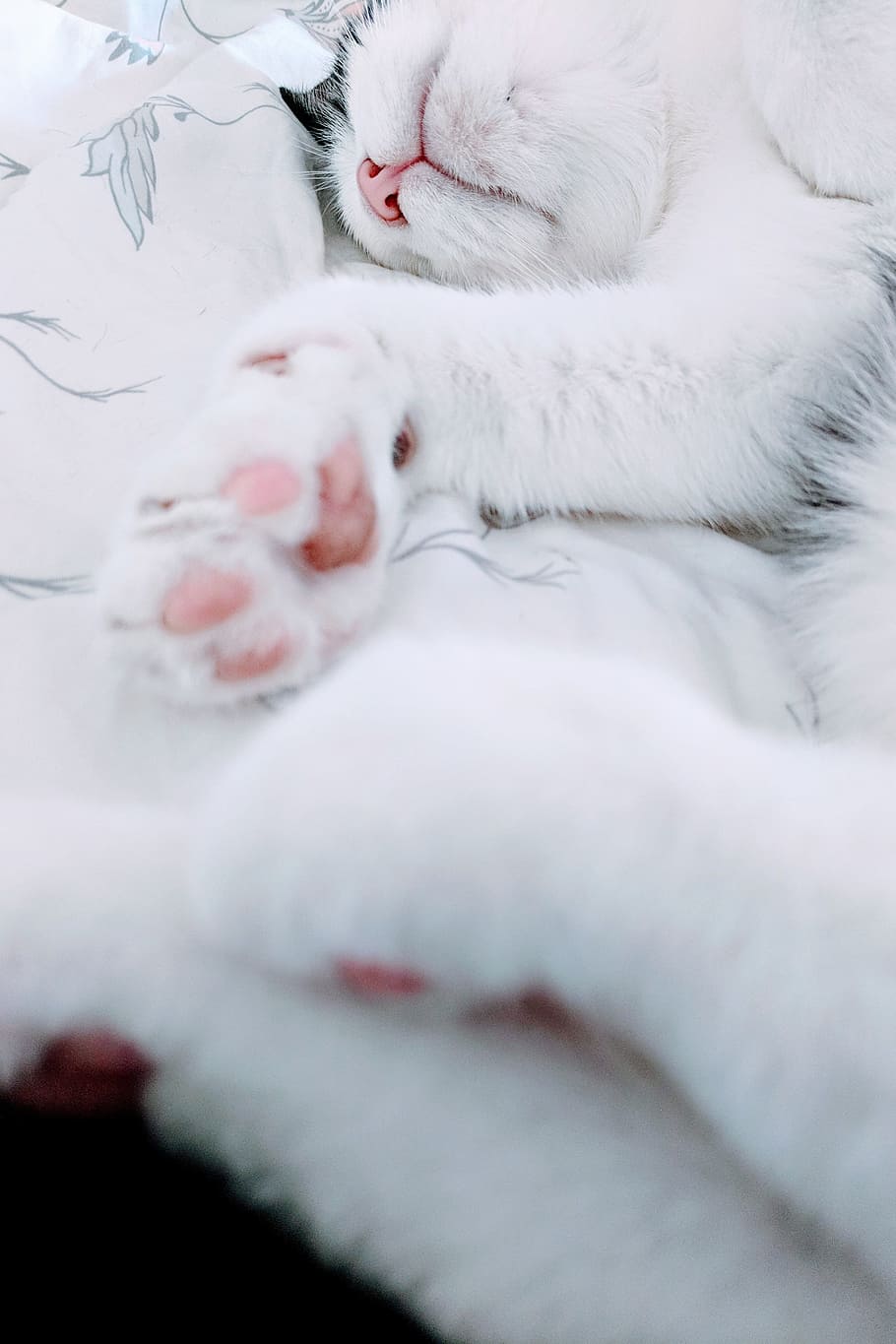 close-up photo of white cat laying on cloth, paw, feline, fur, HD wallpaper