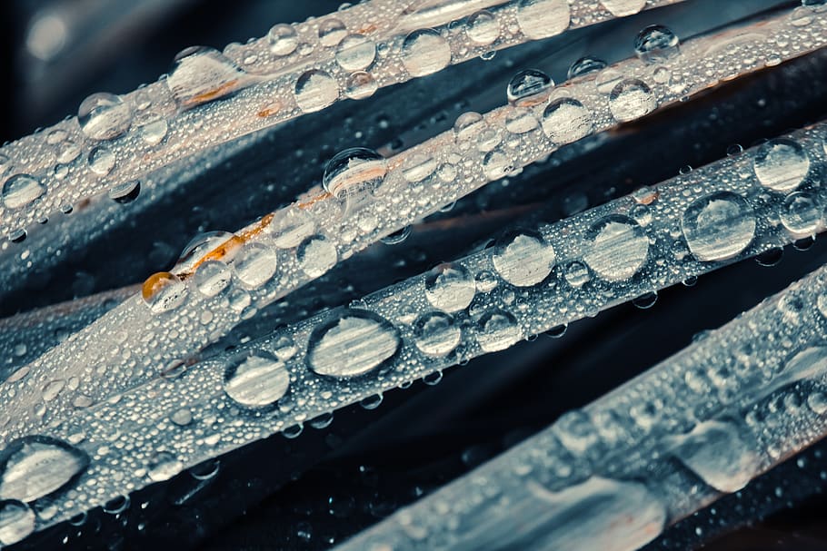 drip, rain, leaf, wet, raindrop, nature, drop of water, droplets HD wallpaper
