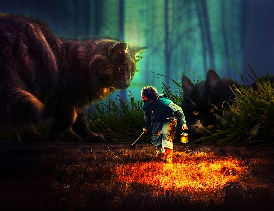 Warrior Cats Wallpaper  Colaboratory