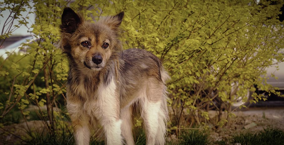 dog, one animal, animal themes, mammal, looking at camera, canine HD wallpaper