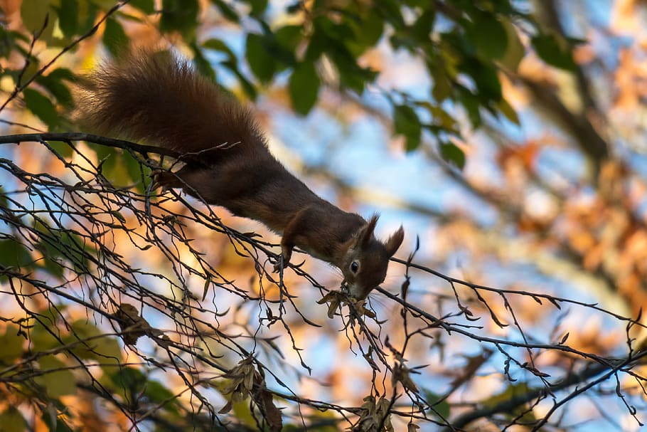 squirrel, eat, climb, cute, rodent, possierlich, sweet, cheeky HD wallpaper