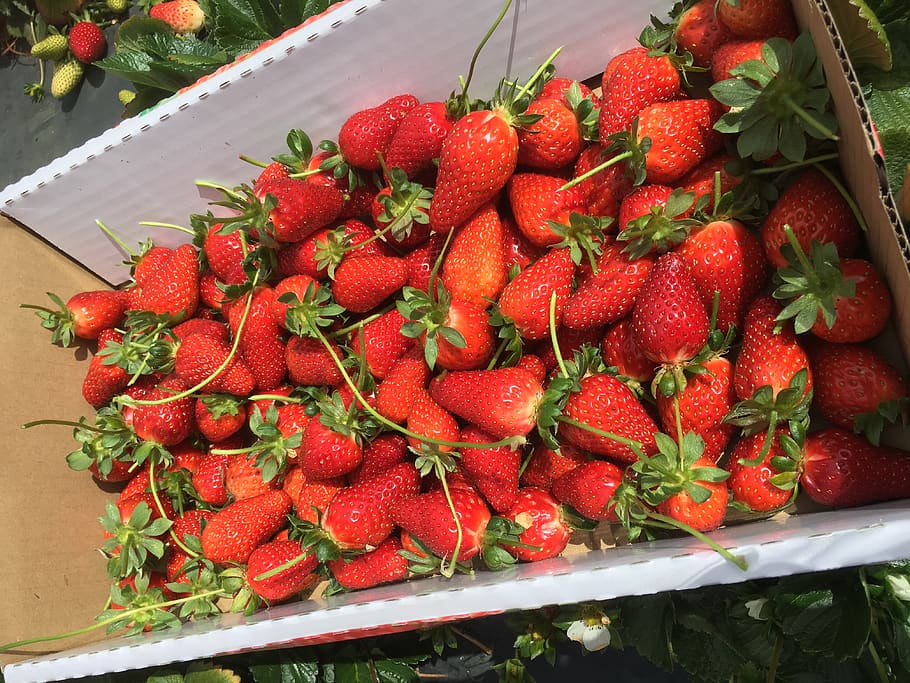 australia, lower chittering, strawberry, berry fruit, healthy eating HD wallpaper