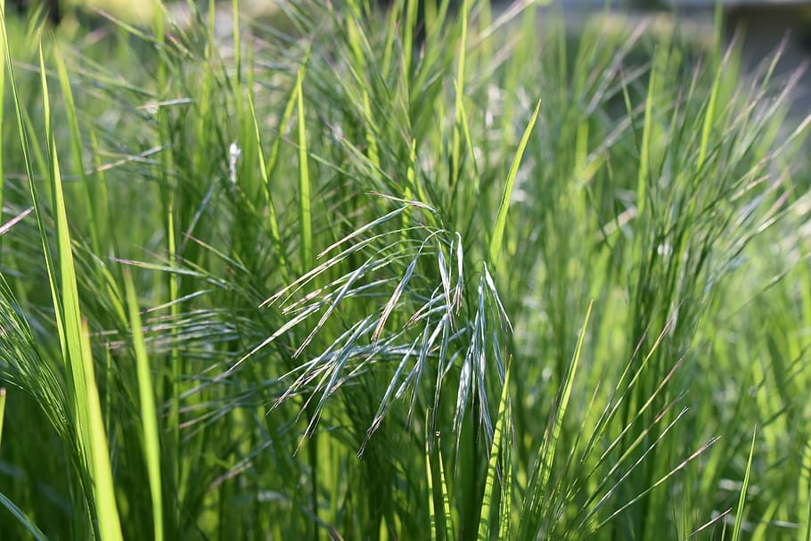 meadow, wild, spring, plant, garden, close up, signs of spring HD wallpaper