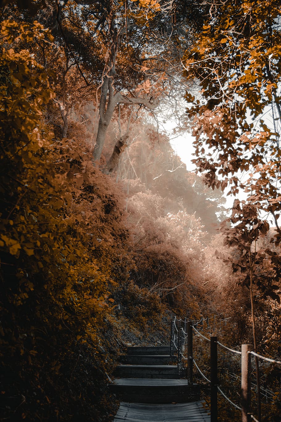 pathway and tree, plant, autumn, railing, staircase, nature, change HD wallpaper