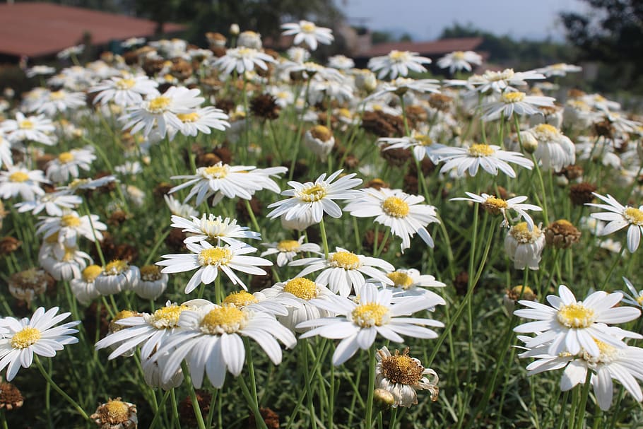 flowers, white, yellow, flowering plant, freshness, fragility HD wallpaper