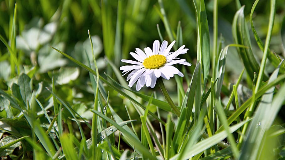 grass, nature, flower, spring, plant, garden, green, blossom HD wallpaper