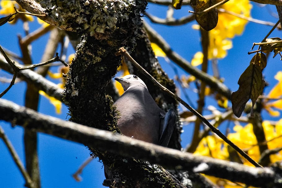 bird, tree, nature, wildlife, color, vertebrate, animal wildlife HD wallpaper