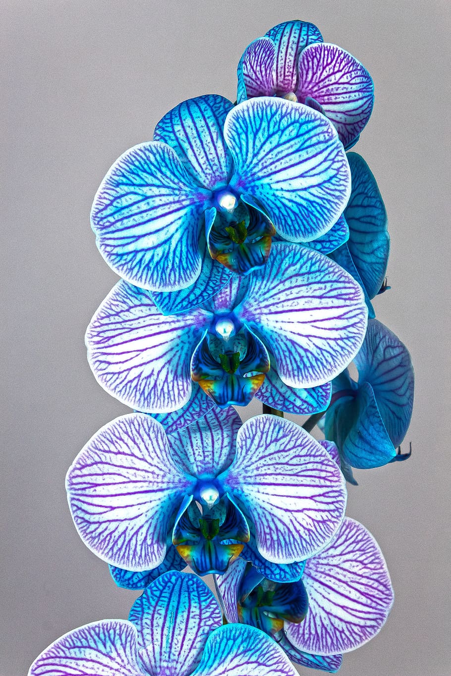 Osborne  Little Trailing Orchid Wallpaper  Jane Richards Interiors