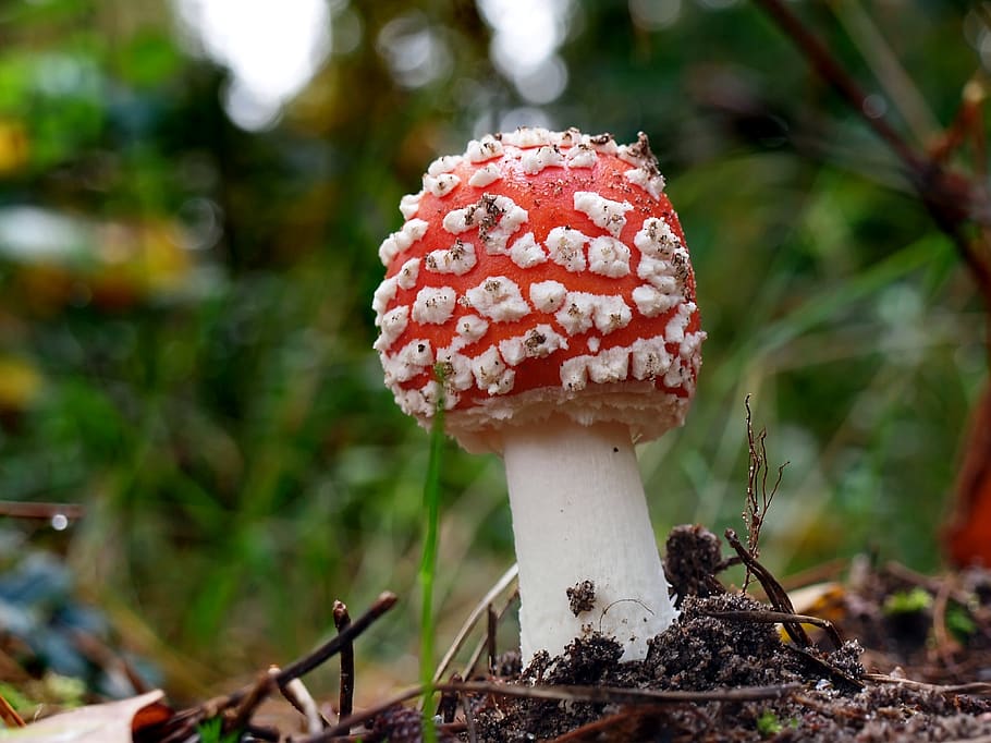 Mushroom, forrest, fungus, growth, plant, focus on foreground HD wallpaper