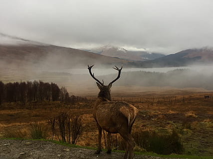 deer on hill in forest, animal, mammal, elk, wildlife, antelope HD wallpaper