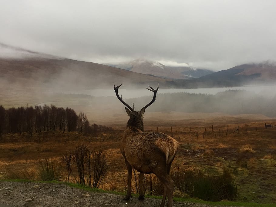 deer on hill in forest, animal, mammal, elk, wildlife, antelope HD wallpaper