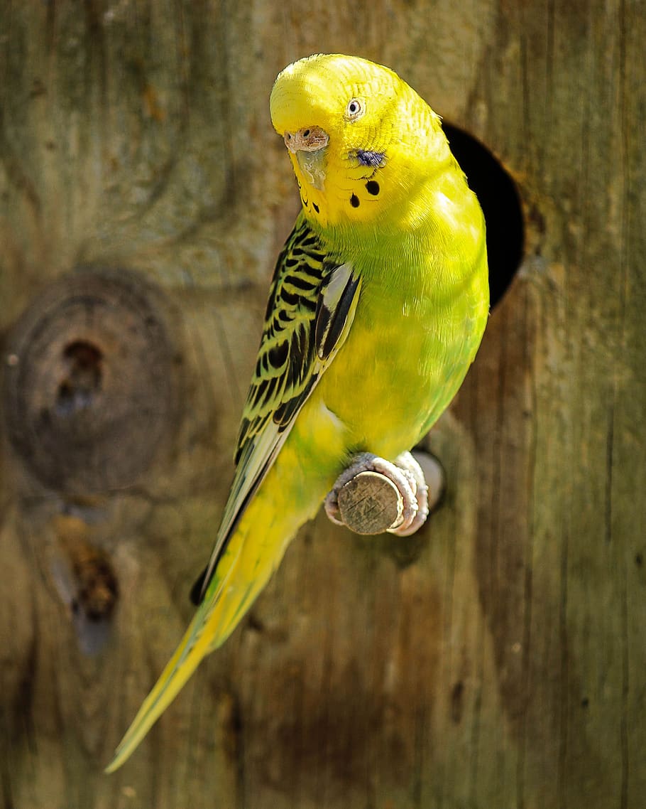 Yellow and Black Parakeet, animal, parrot, perched, pet, animal themes