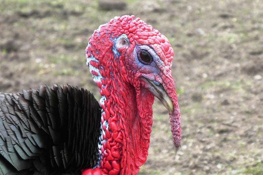 turkey, head, bird, red, petting, poultry, beak, eyes, farm HD wallpaper
